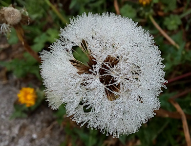 [The spikes on this seedhead are completely covered in teeny tiny dewdrops. It looks like a bumpy frosted white globe as spherical drops cover the length of each spike. Because the dewdrops are so small, they appear white rather than clear.]